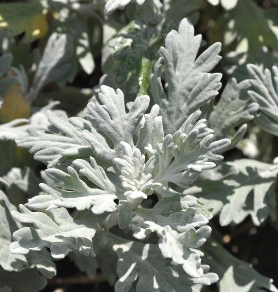 Silberblatt mit filigranen Blättern im Detail