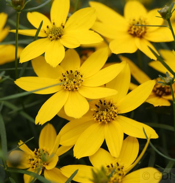 Gelbe Coreopsis-Blüten im Detail