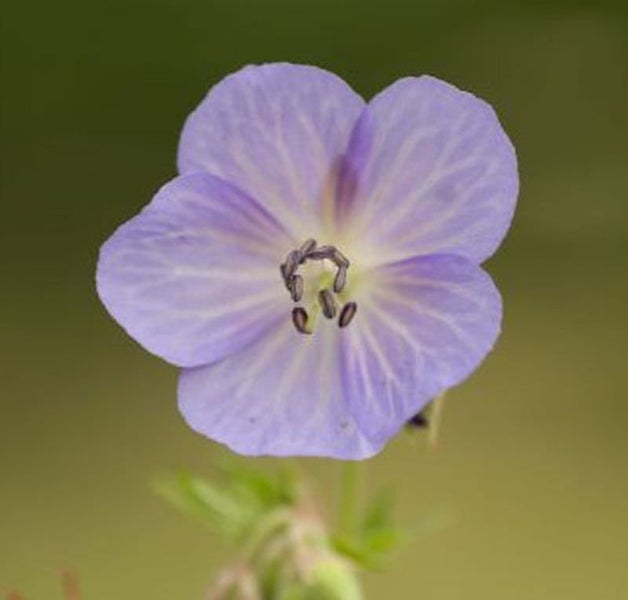 Nahaufnahme einer einzelnen lila Storchschnabelblüte