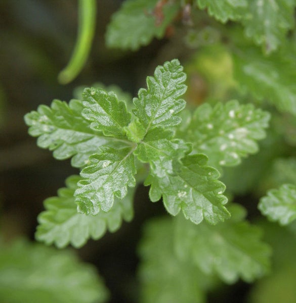 Nahaufnahme einer Pflanze mit gezackten Blättern