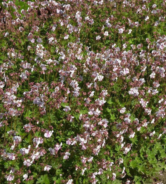 Nahaufnahme von blühendem Storchschnabel im Garten.