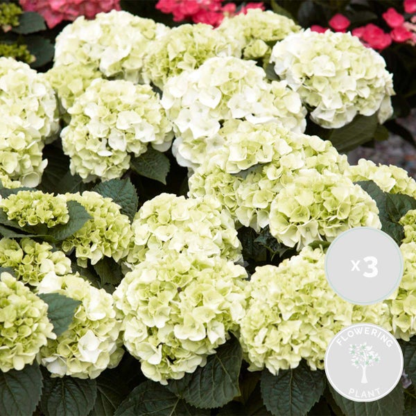 3x Hydrangea Macrophylla 'Schneeball' - Hortensie - Strauch - Winterherz – ⌀14 cm - ↕30-40 cm