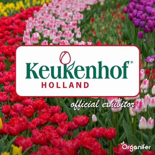 Keukenhof Holland Logo vor Tulpenfeld