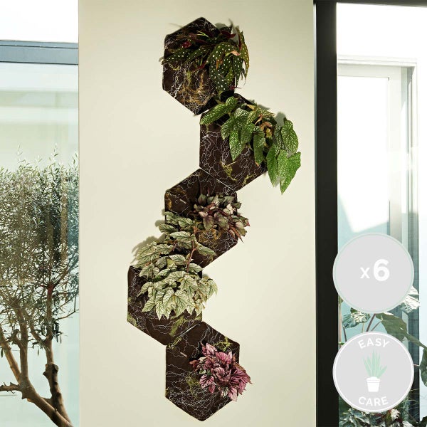 Begonia Beleaf Mix - Blatt-Begonie - 6er-Set - Zimmerpflanze - Pflegeleichte Pflanze für drinnen - ⌀12 cm - 20-25 cm