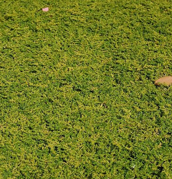 Nahaufnahme von Cotoneaster als Bodendecker