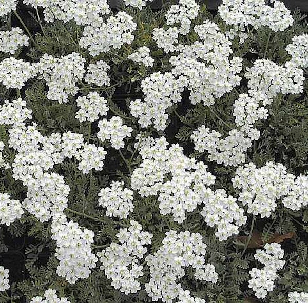 Nahaufnahme einer Achillea Argentea Pflanze mit weißen Blüten
