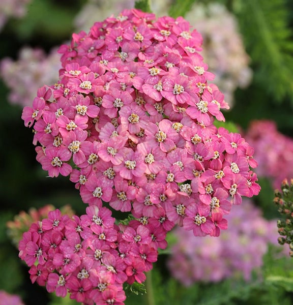 Nahaufnahme von Schafgarbenblüten