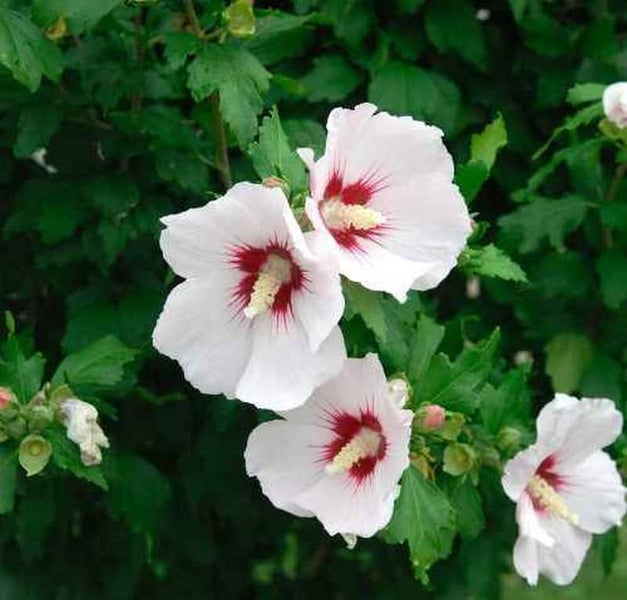 Blühender Hibiskusstrauch mit weißen Blüten