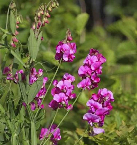 Duftwicke mit purpurfarbenen Blüten