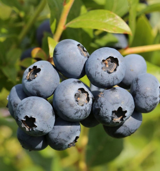 Nahaufnahme von Heidelbeeren an einem Strauch