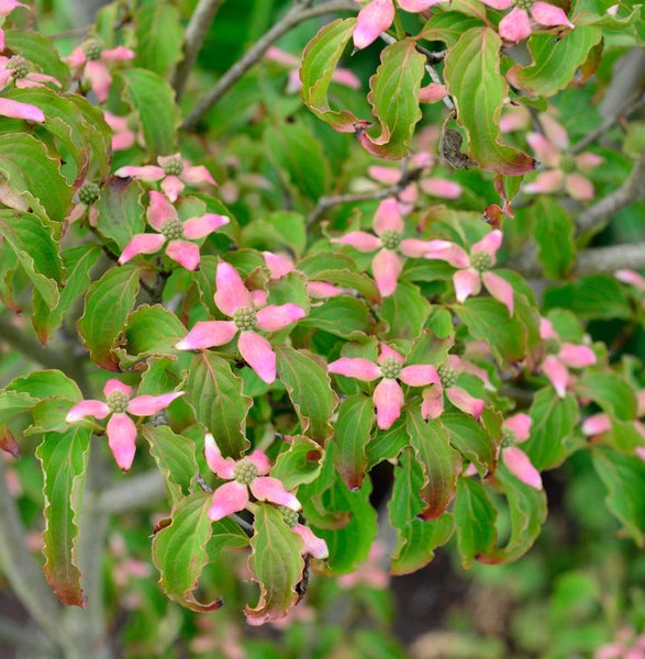Nahaufnahme eines blühenden Blumenhartriegelstrauchs mit grünen Blättern und rosa Blüten