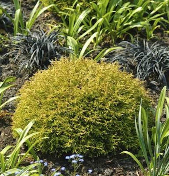 Kugelzypresse im Gartenbeet mit anderen Pflanzen