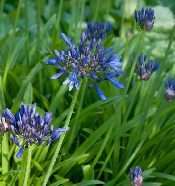 Nahaufnahme von blauen Schmucklilien im Garten