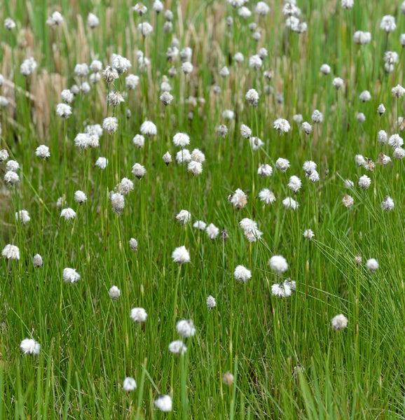Wollgrasfeld mit grünen Gräsern im Garten.
