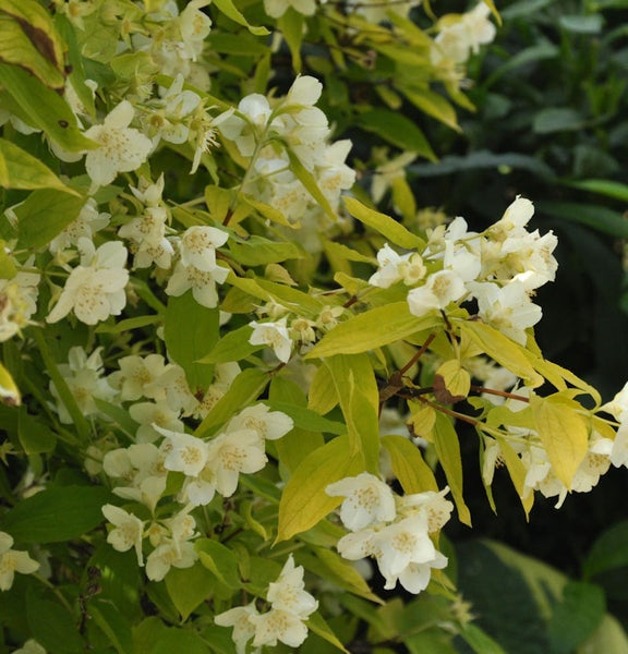 Blühender Pfeifenstrauch mit weißen Blüten und grünen Blättern