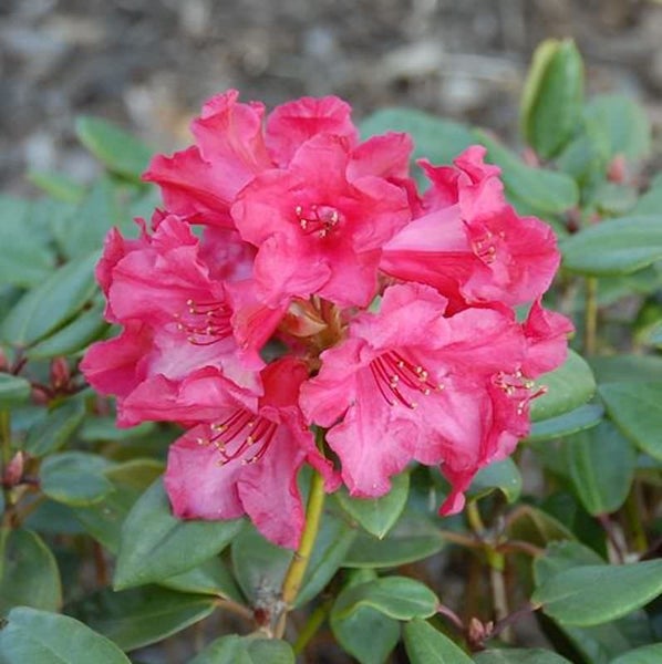 Nahaufnahme einer blühenden Rhododendronpflanze