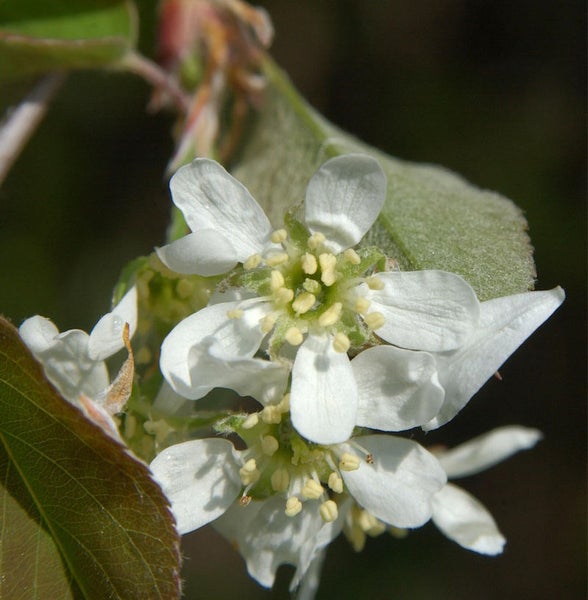 Felsenbirne blüht mit weißen Blüten