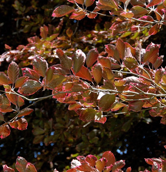 Nahaufnahme von Zweigen einer Blutbuche mit Blättern