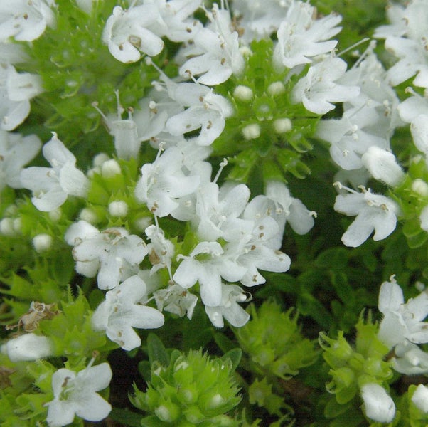 Detailaufnahme von blühendem Thymian