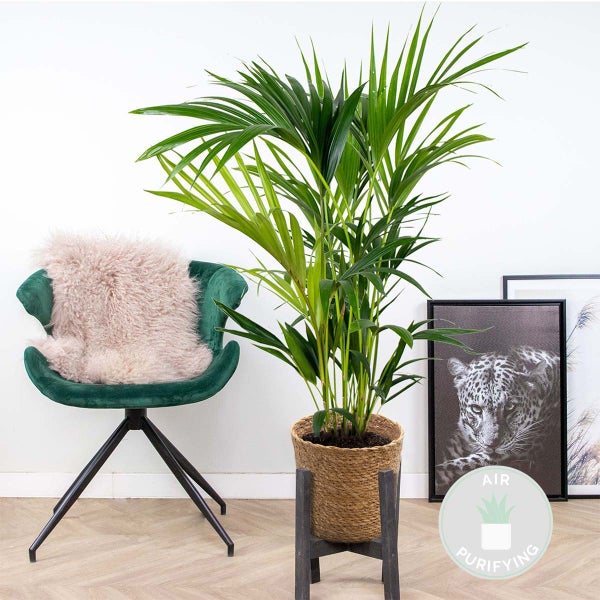 Bloomique - Howea Forsteriana - Kentia Palme - Zimmerpflanzen - Pflegeleicht - Haustierfreundlich - Höhe 90-100 cm - Mit Seegras Korb 19 cm