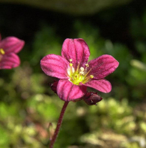 Nahaufnahme einer purpurnen Steinbrechblüte