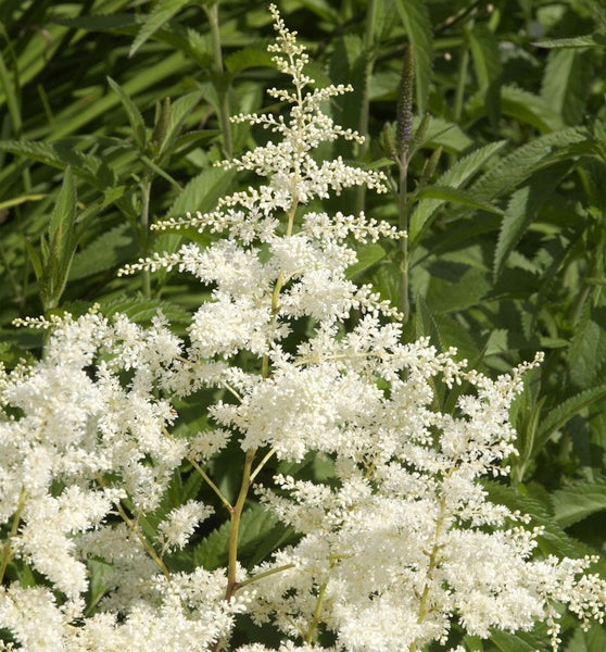 Nahaufnahme einer weißen Prachtspiere mit gefiederten Blättern