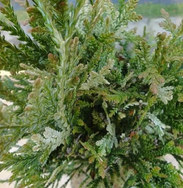 Nahaufnahme einer Zypressenmoos-Pflanze mit grünen Blättern