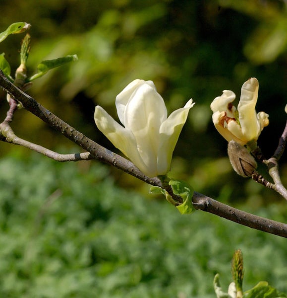 Nahaufnahme eines Magnolienzweigs mit Blüten