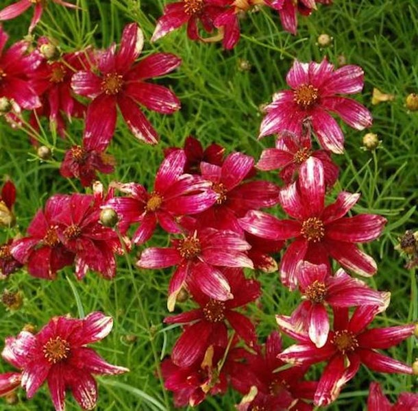 Gruppe von Coreopsis-Blumen im Garten