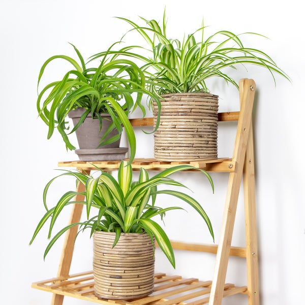 6x Graslilie-Mix - Graslilie - Zimmerpflanzen - Deodorierend - ⌀12 cm - ↕20-25 cm