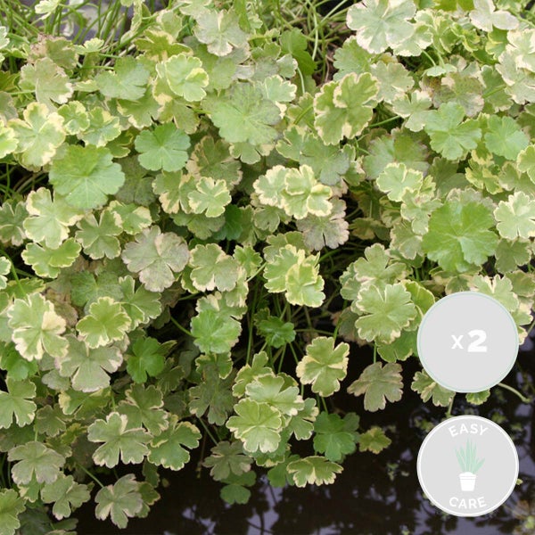 2x Hydrocotyle Variegata – Bunter Wassernabel – Pflegefreundlich – Zone 1 bis 5 – ⌀11cm- ↕15-25 cm