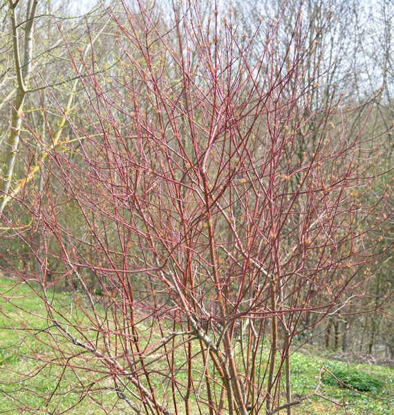 Hartriegelbusch mit roten Ästen im Garten.