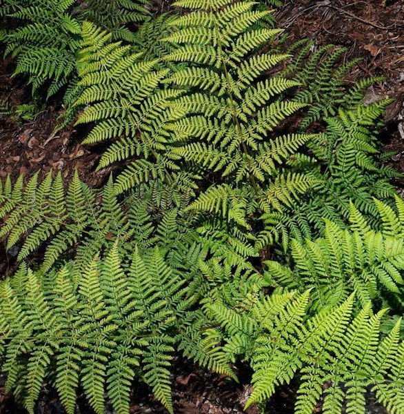 Nahaufnahme von Farnen im Garten