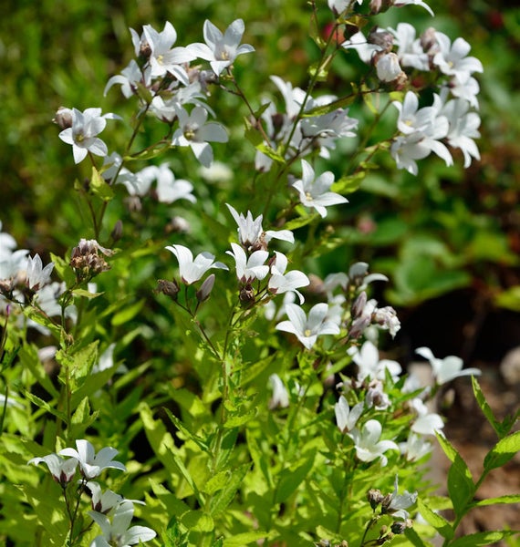 Büsche mit weißen Glockenblumen im Garten