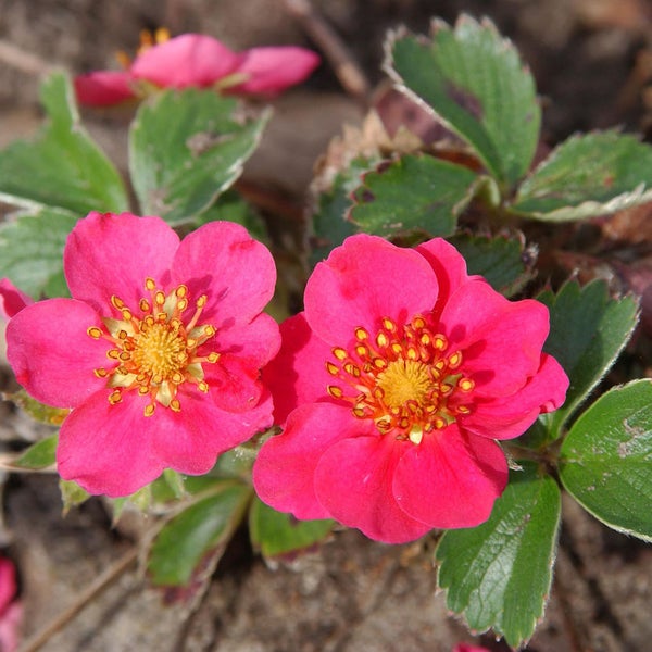 Nahaufnahme von Erdbeerpflanzen mit rosa Blüten