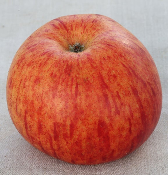 Apfel