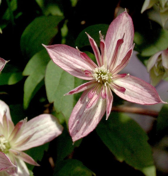 Nahaufnahme einer Clematisblüte mit Blättern