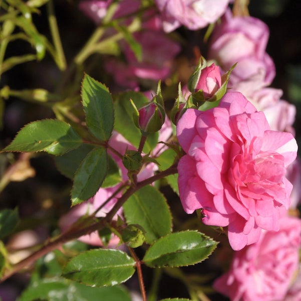 Nahaufnahme einer rosa Rose mit grünen Blättern