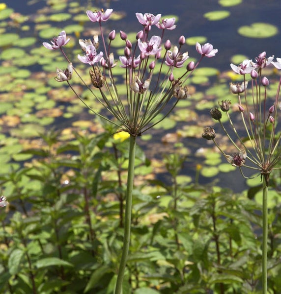 Blüte der Schwanenblume im Gartenteich