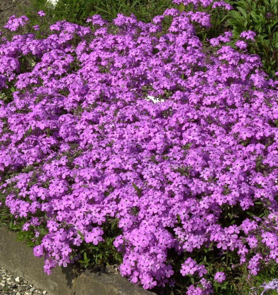 Teppich-Flammenblume mit kleinen lila Blüten