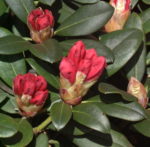 Blühende Rhododendronpflanze mit Knospen