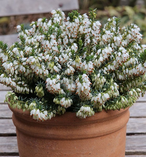 Blühende Schneeheide im Pflanztopf