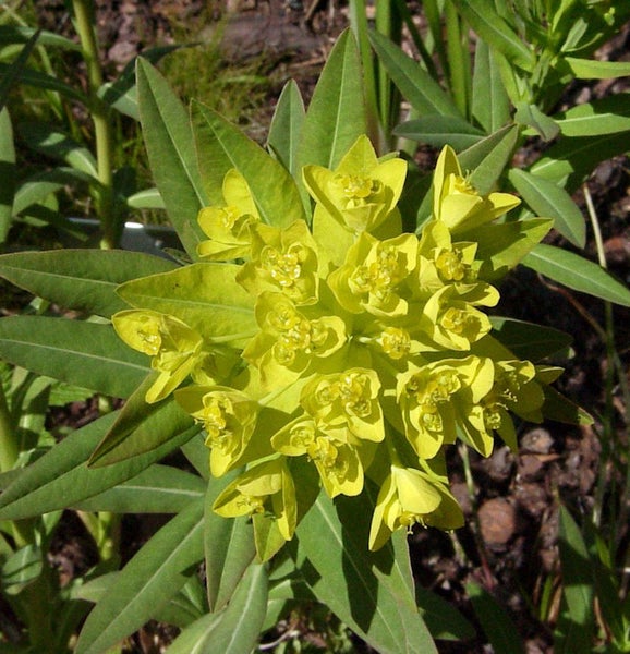 Wolfsmilch mit Blüte im Detail