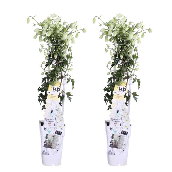 2x Clematis cartmanii 'Avalanche' - Waldrebe - Schlingpflanze - Immergrün - ⌀15 cm - ↕60-70 cm