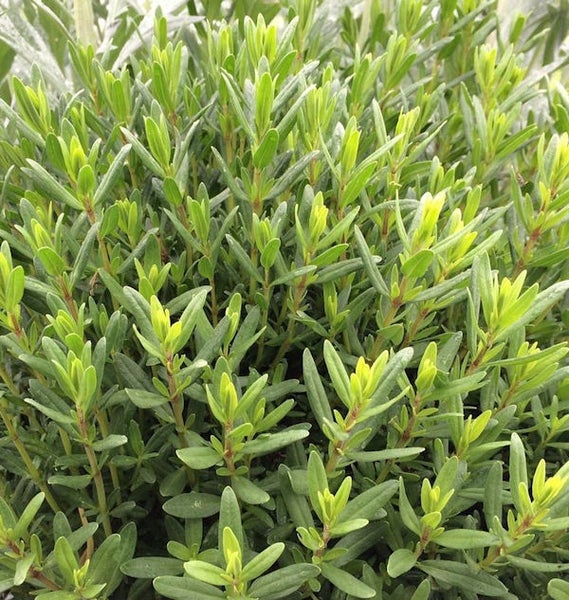 Im Bild ist ein Strauch Lavendelheide zu sehen.