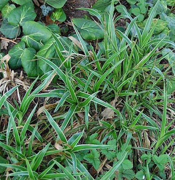 Grüne Rasenlilie im Garten