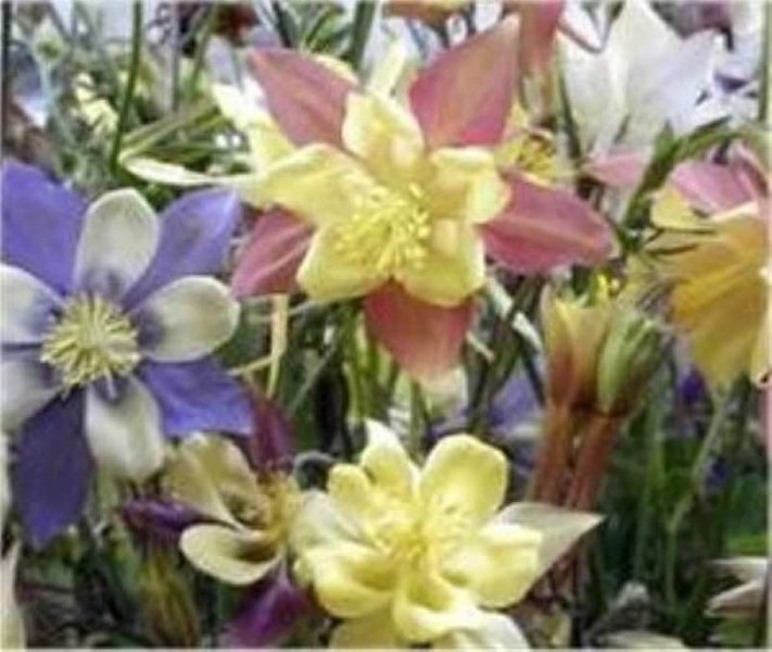 Verschiedenfarbige Akelei Blumen im Arrangement