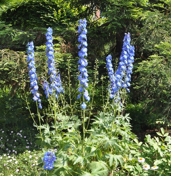 Rittersporn im Garten