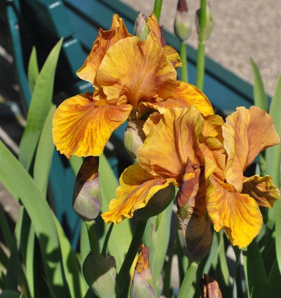 Nahaufnahme von gelbbraunen Schwertlilienblüten im Garten.