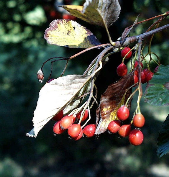 Zweig mit roten Ebereschenbeeren und Blättern.